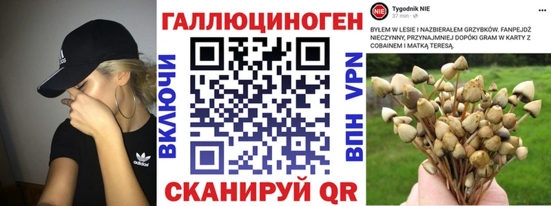 Галлюциногенные грибы Psilocybe Тулун